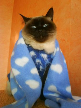 Прикачена снимка
