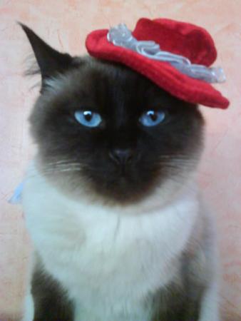 Прикачена снимка