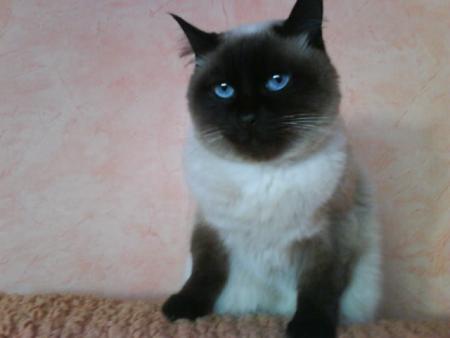 Прикачена снимка