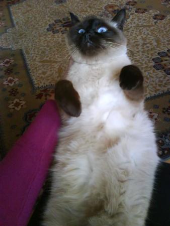 Прикачена снимка
