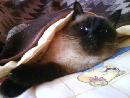 Прикачена снимка
