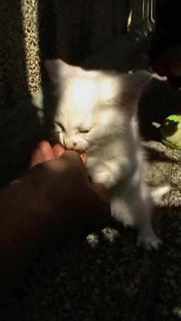 Прикачена снимка
