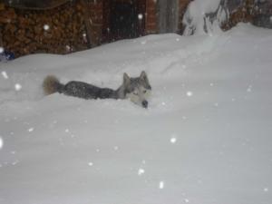 Прикачена снимка