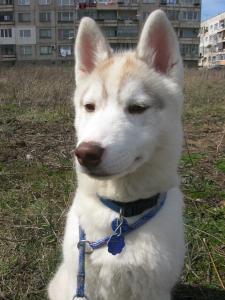 Прикачена снимка