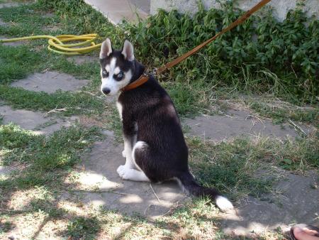 Прикачена снимка