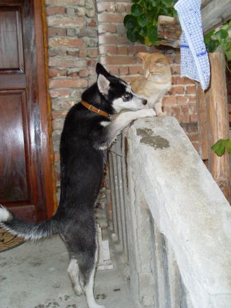 Прикачена снимка