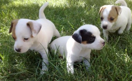 Прикачена снимка