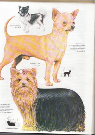 Прикачена снимка