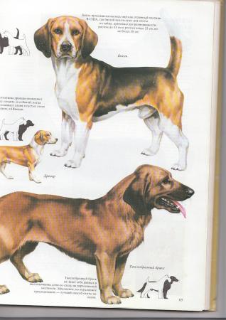 Прикачена снимка