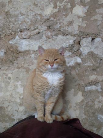 Прикачена снимка