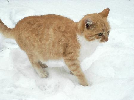 Прикачена снимка