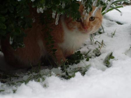 Прикачена снимка