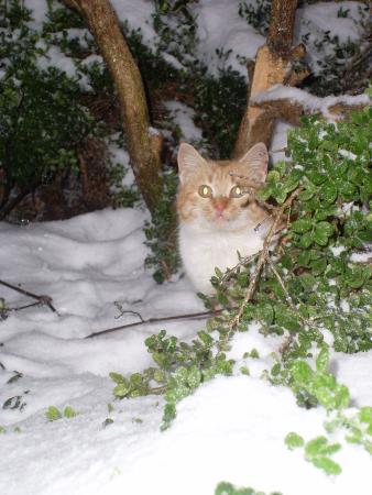 Прикачена снимка