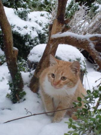 Прикачена снимка