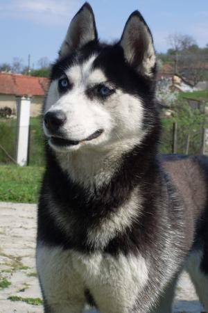 Прикачена снимка