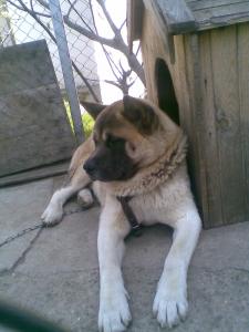 Прикачена снимка