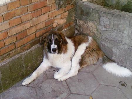 Прикачена снимка