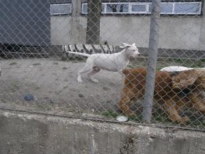 Прикачена снимка