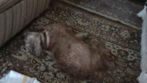 Прикачена снимка