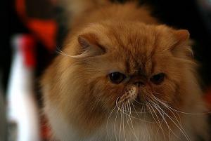 Прикачена снимка