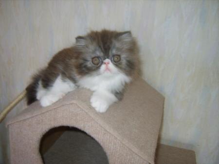 Прикачена снимка