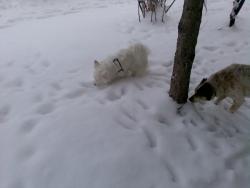 Прикачена снимка
