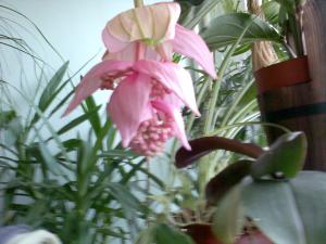 Прикачена снимка