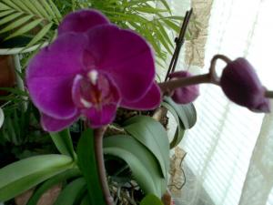 Прикачена снимка