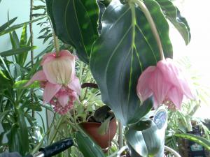 Прикачена снимка