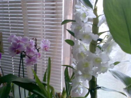 Прикачена снимка