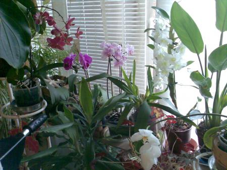 Прикачена снимка