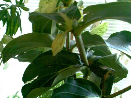 Прикачена снимка