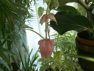 Прикачена снимка