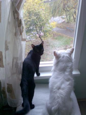 Прикачена снимка