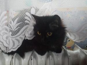 Прикачена снимка