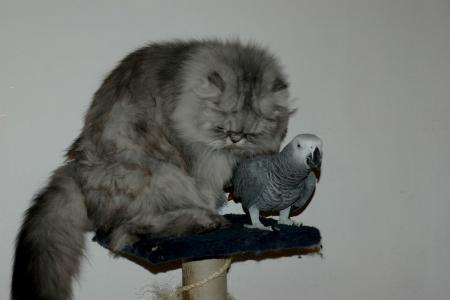 Прикачена снимка