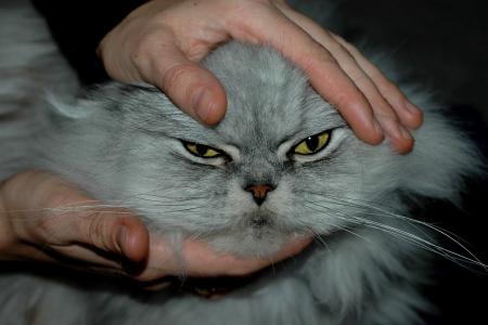 Прикачена снимка