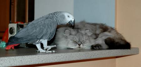Прикачена снимка