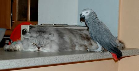 Прикачена снимка