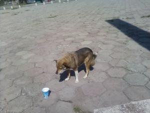 Прикачена снимка