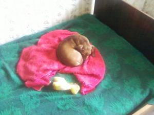 Прикачена снимка