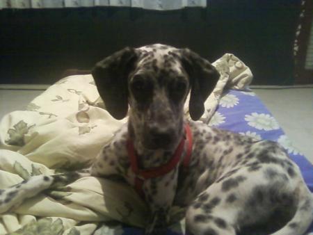 Прикачена снимка