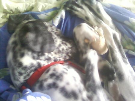 Прикачена снимка