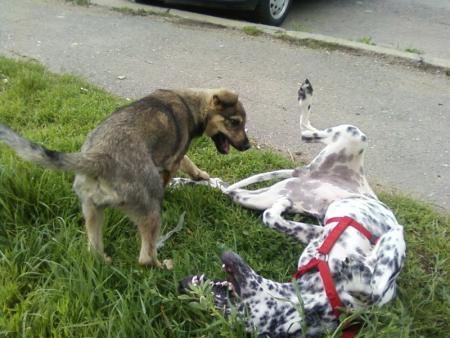 Прикачена снимка