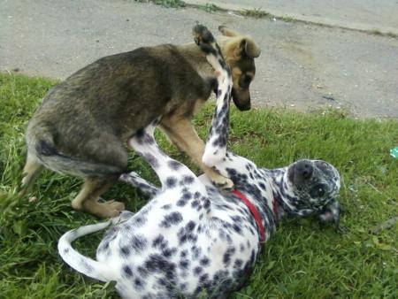 Прикачена снимка