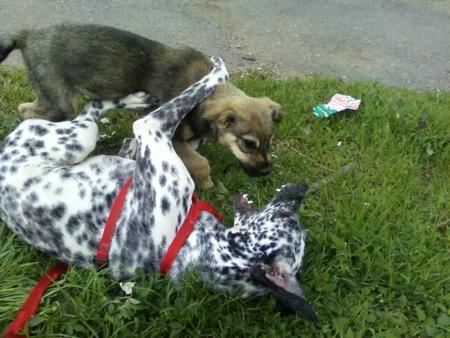 Прикачена снимка