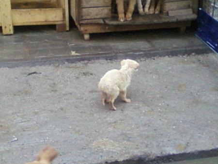Прикачена снимка