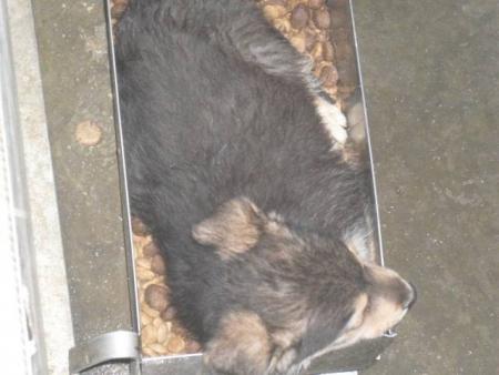 Прикачена снимка
