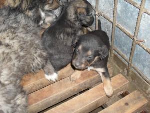 Прикачена снимка