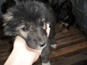 Прикачена снимка